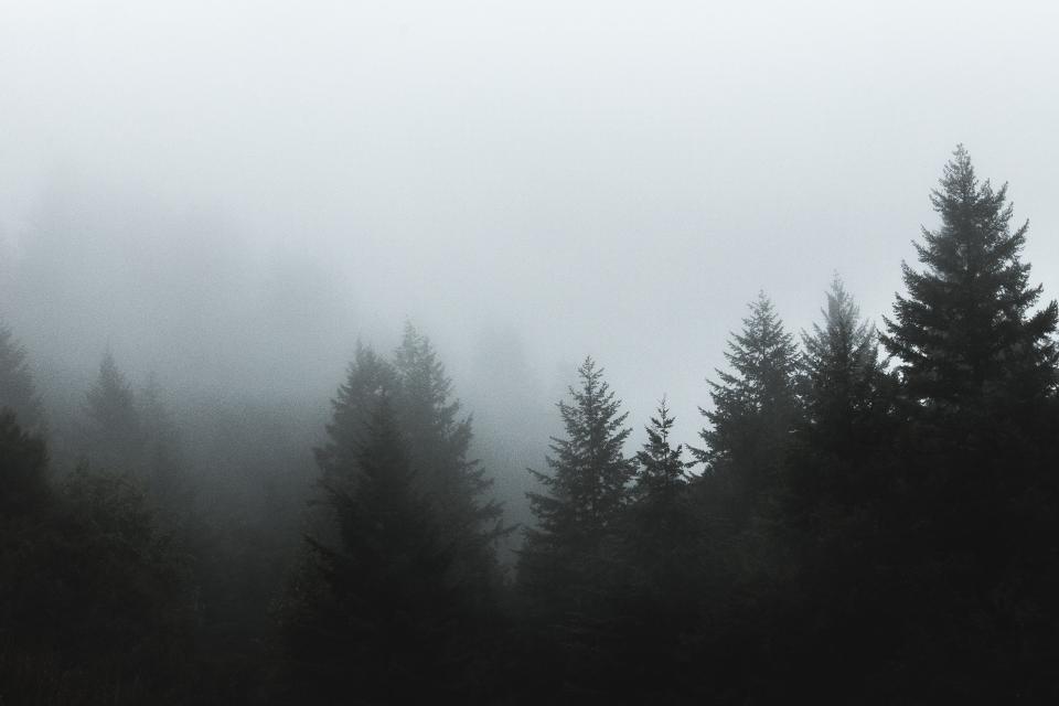 Trees Forest