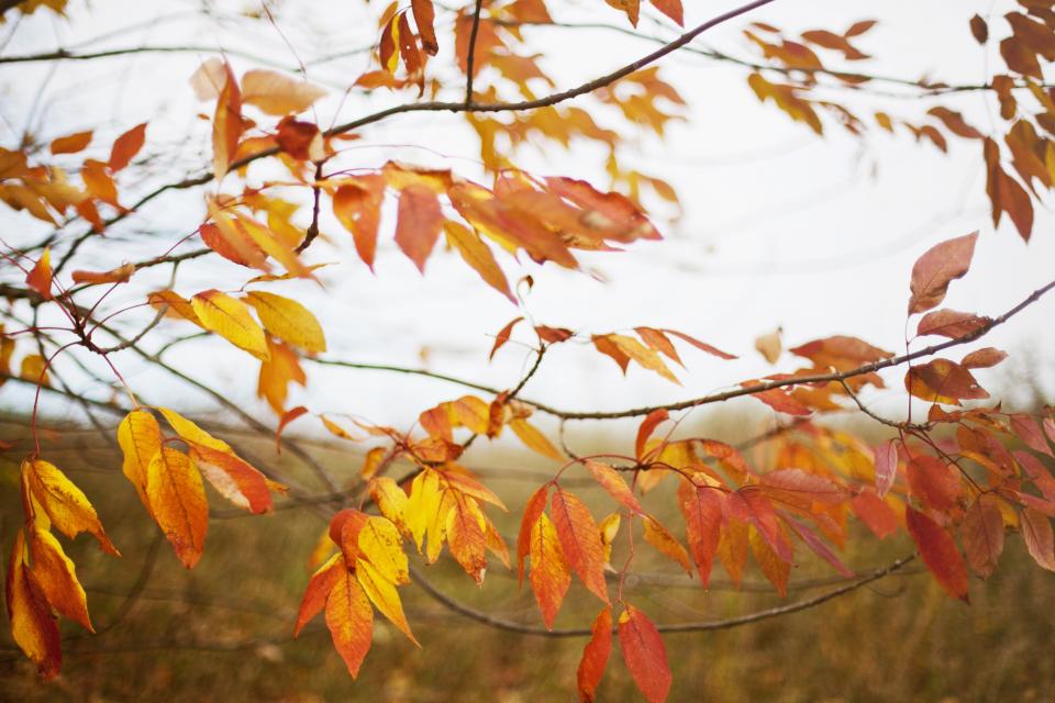 Trees Leaves