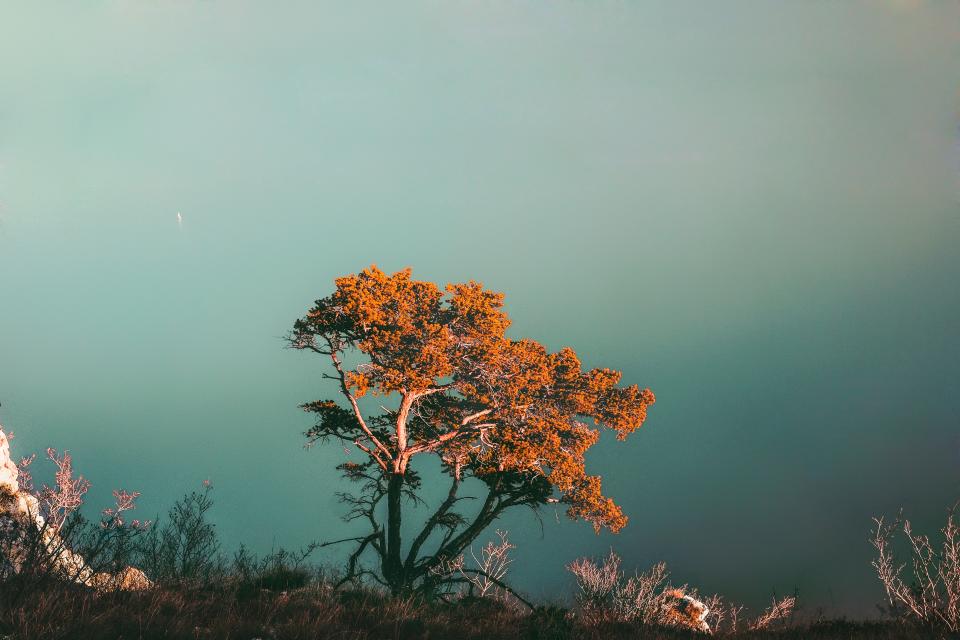 Tree Plant