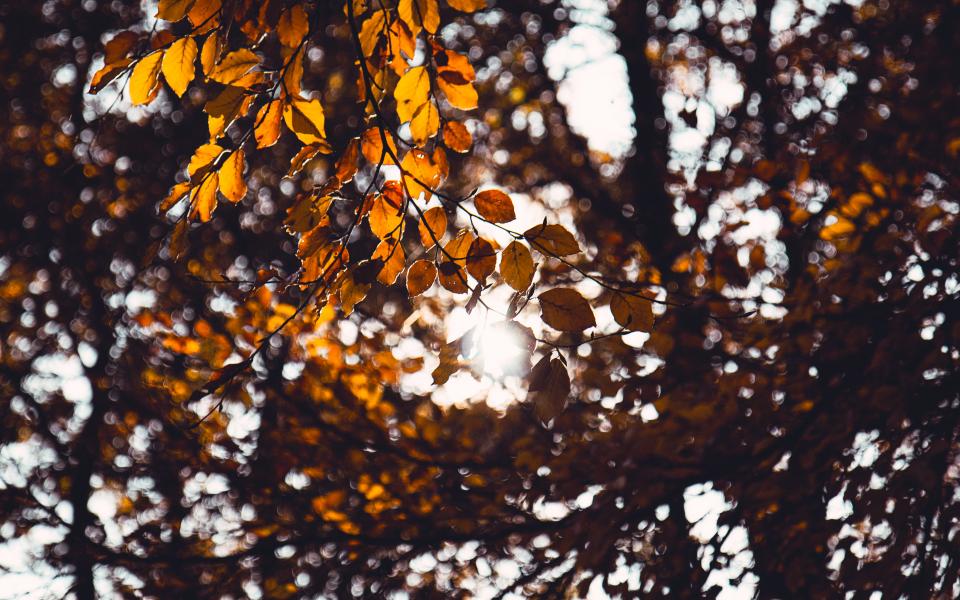 Tree Leaves
