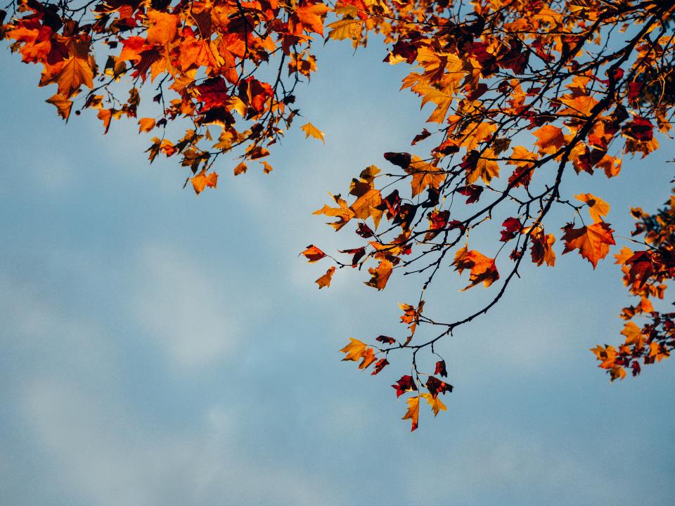 Red Leaves