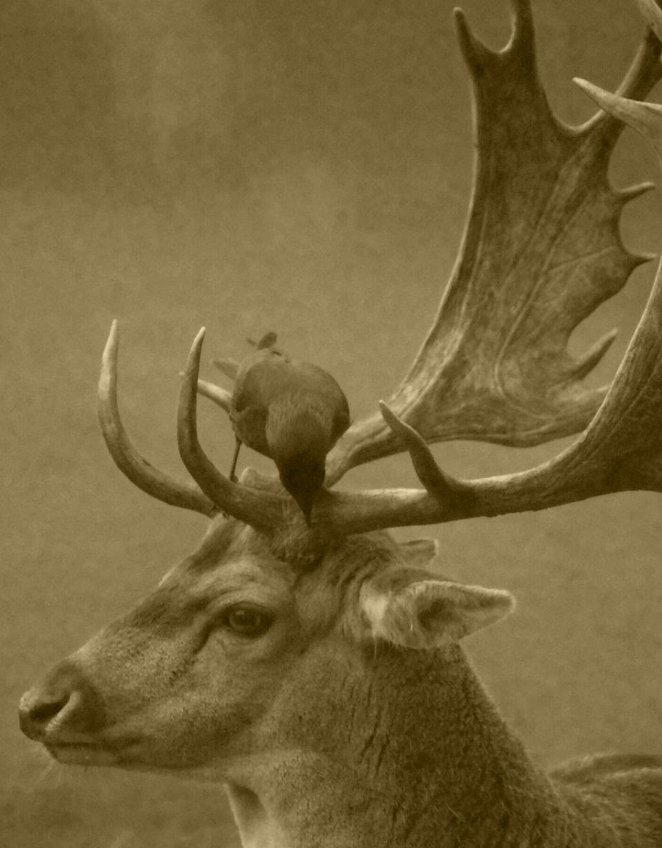 Deer Antlers