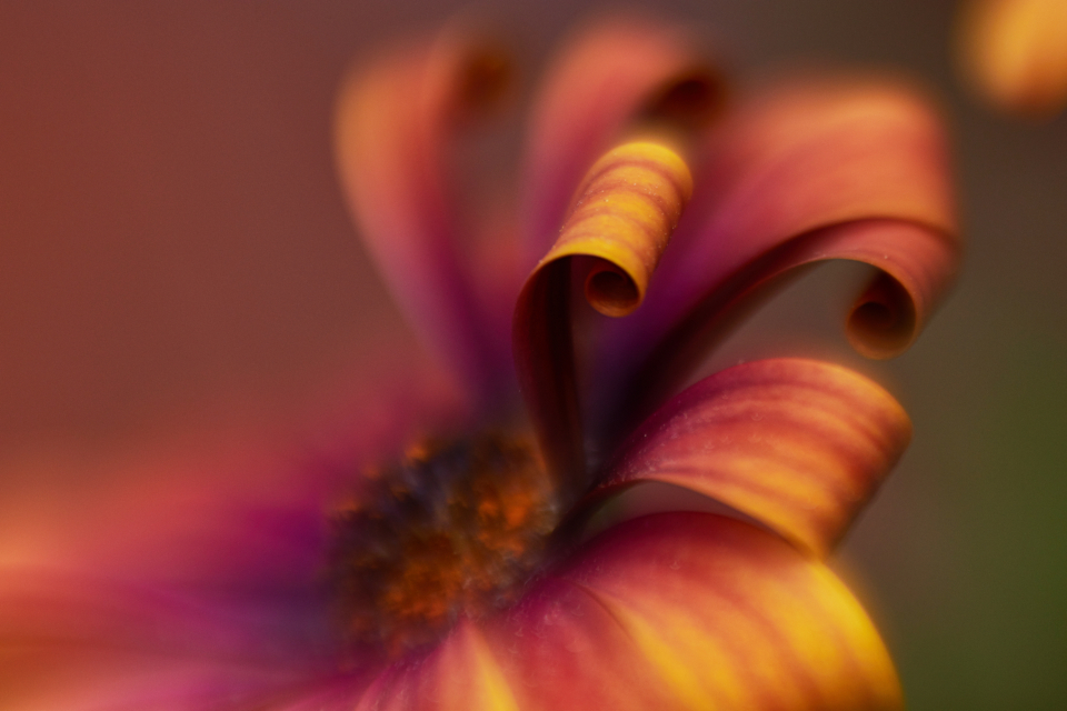 Abstract Flower