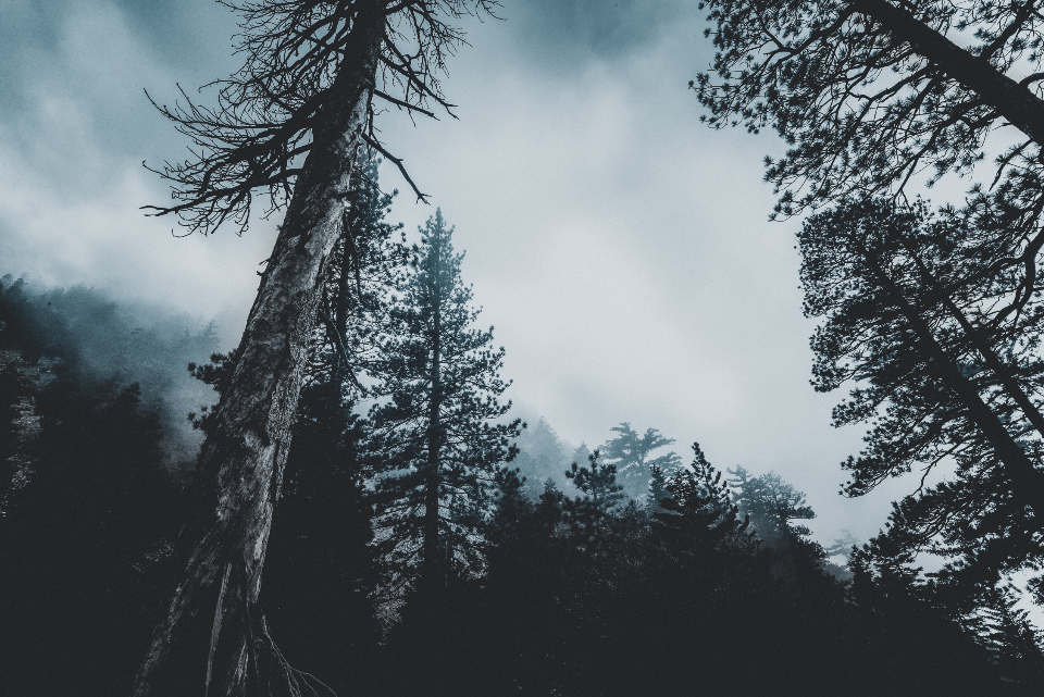 Conifer Tree