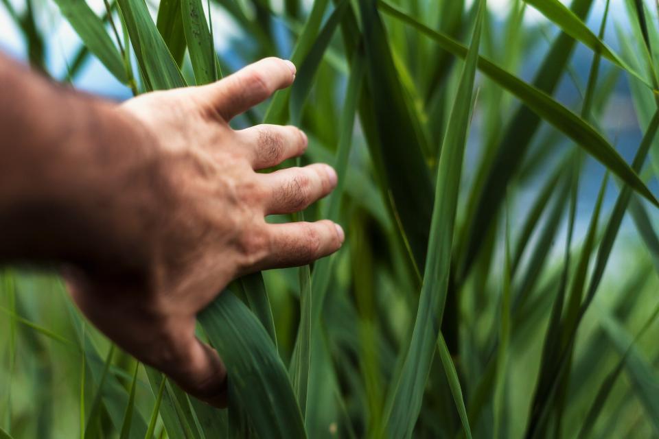 Green Plant