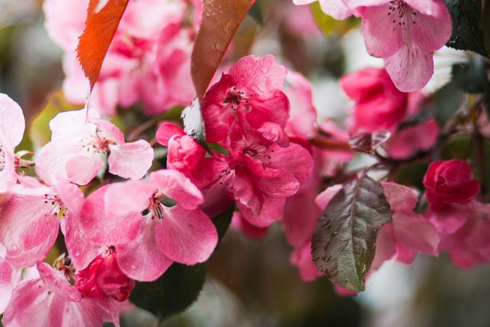 Flowers Nature