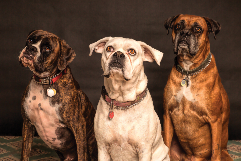 Boxer Dog Portrait