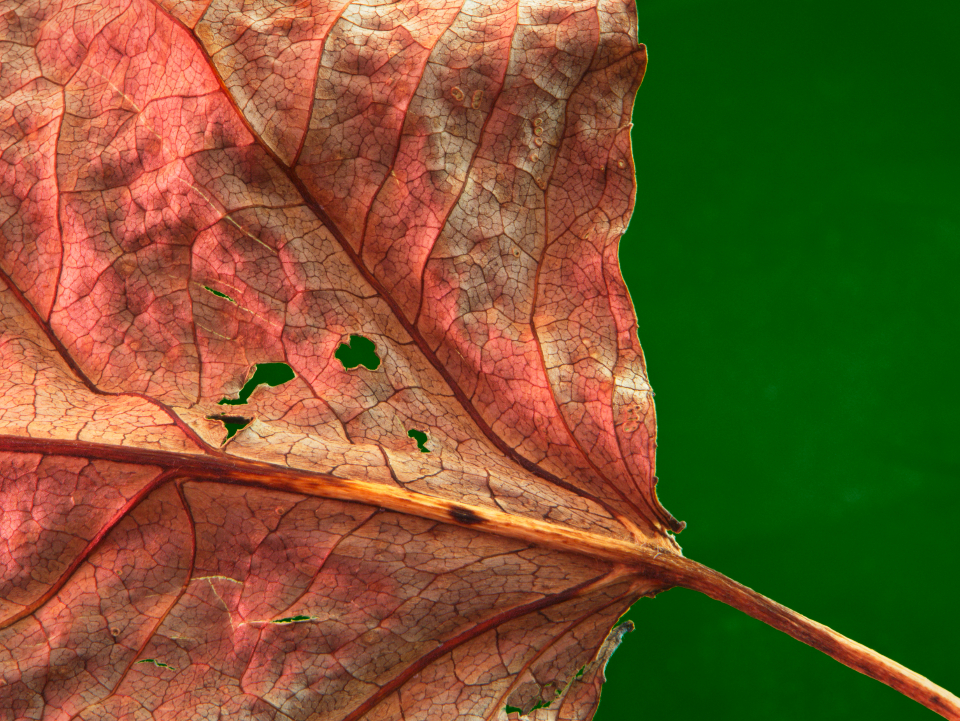 Leaf Texture