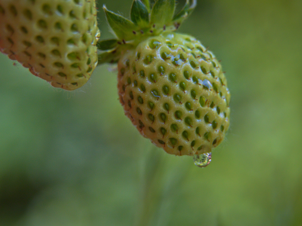 Strawberries Fruit