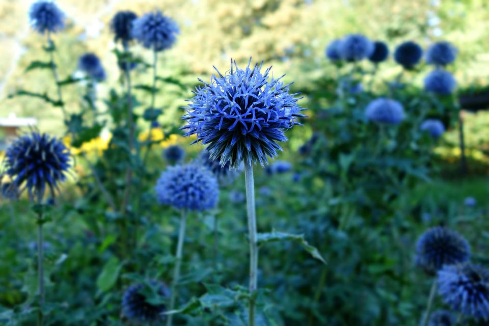 Blue Flower