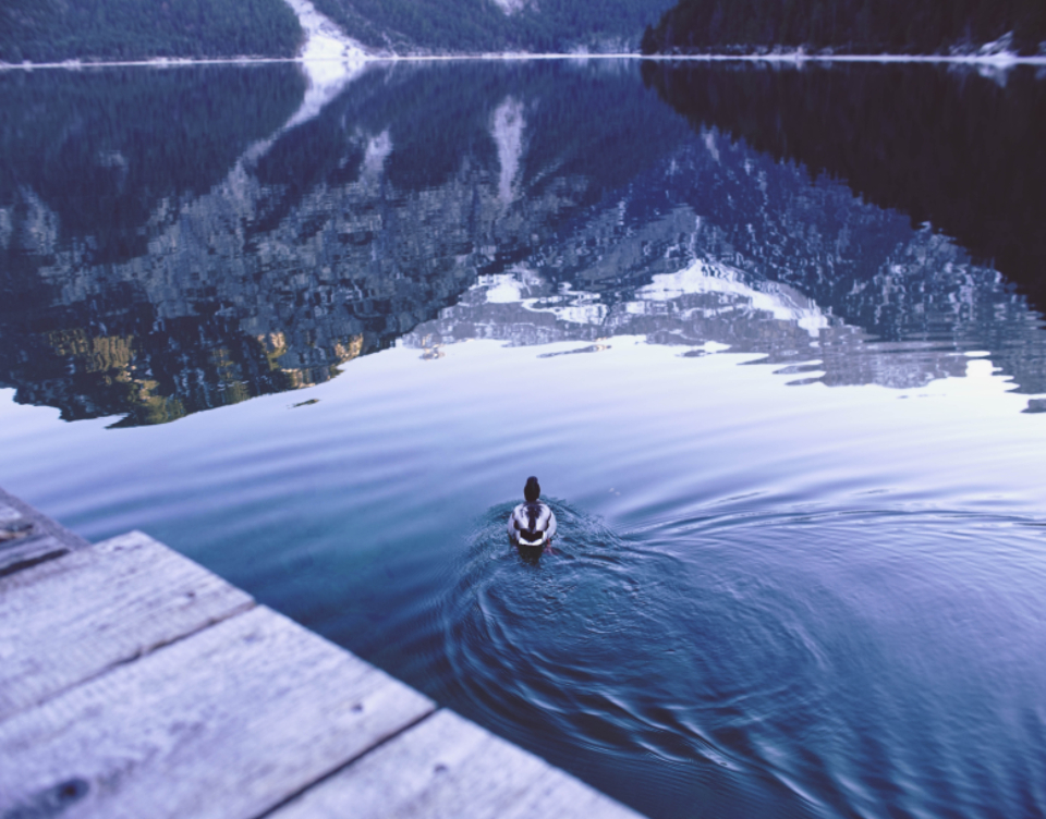 Duck Swimming