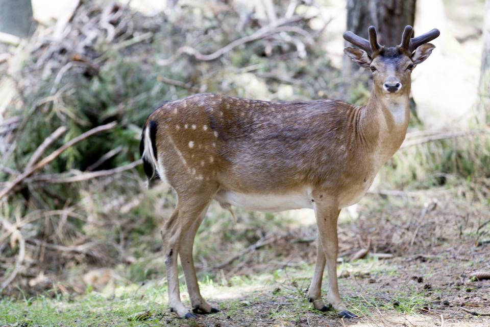 Deer Animal