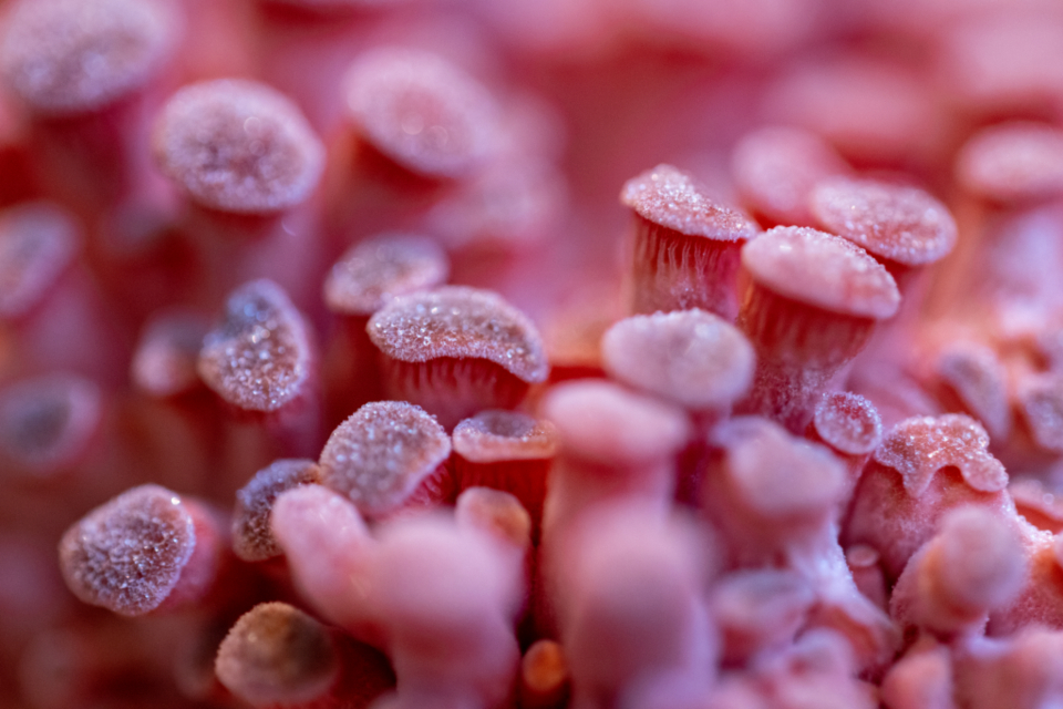 Mushroom Fungus