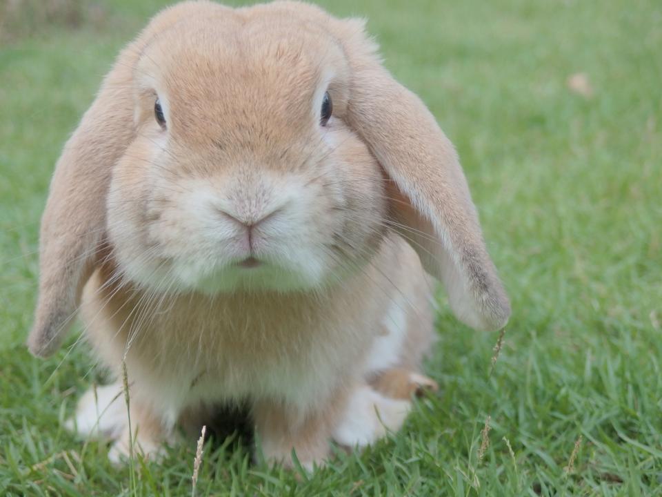 Rabbit Pet