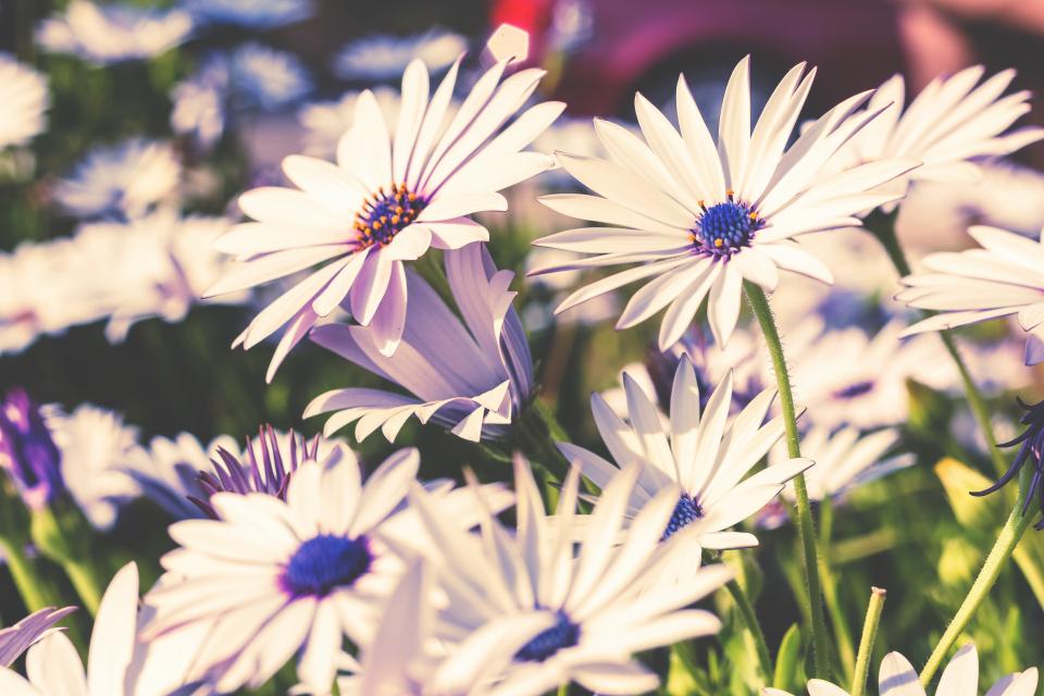 Flowers Nature