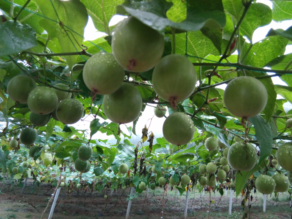 Monk Fruit
