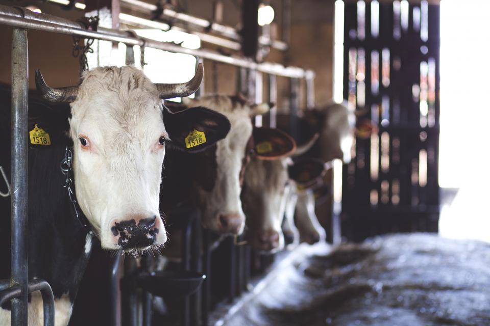 Cows Animals