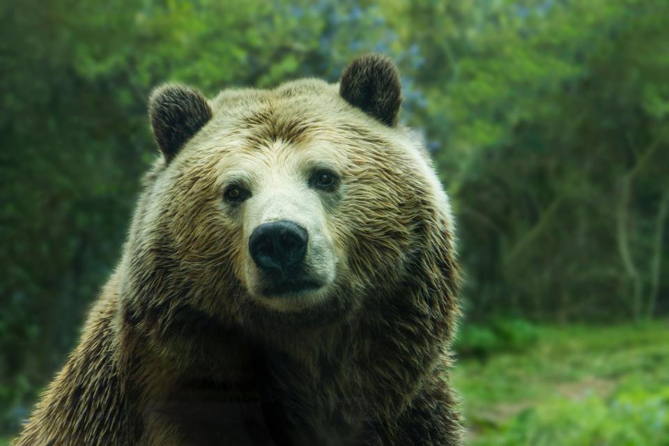 Bear Panda