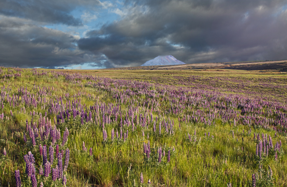 Lupine Flowers