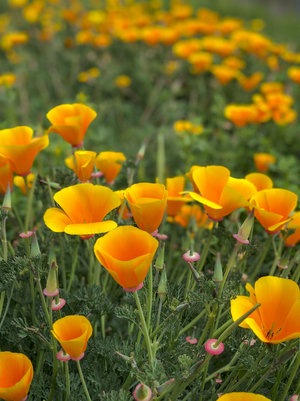 Poppy Flower