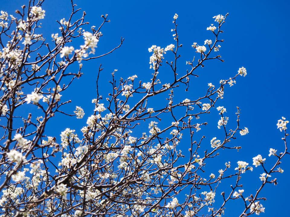 Cherry Blossoms