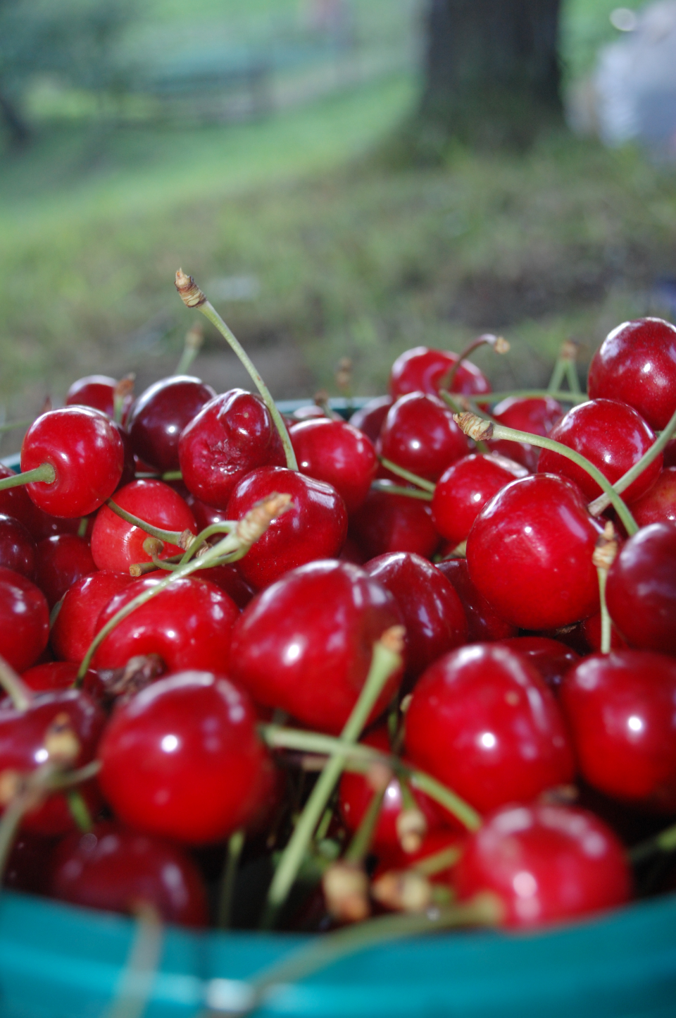 Cherries Fruit