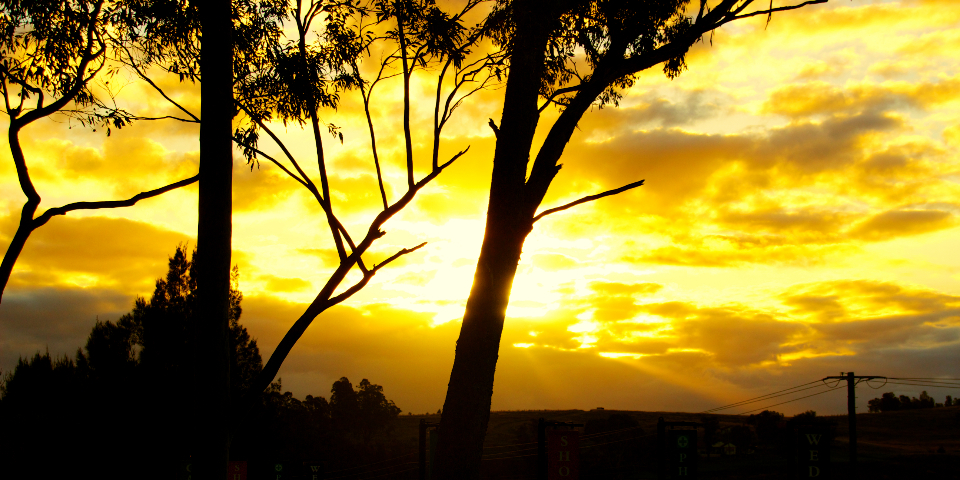 Sunset Trees