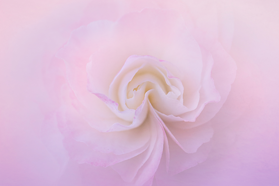 Abstract Flower