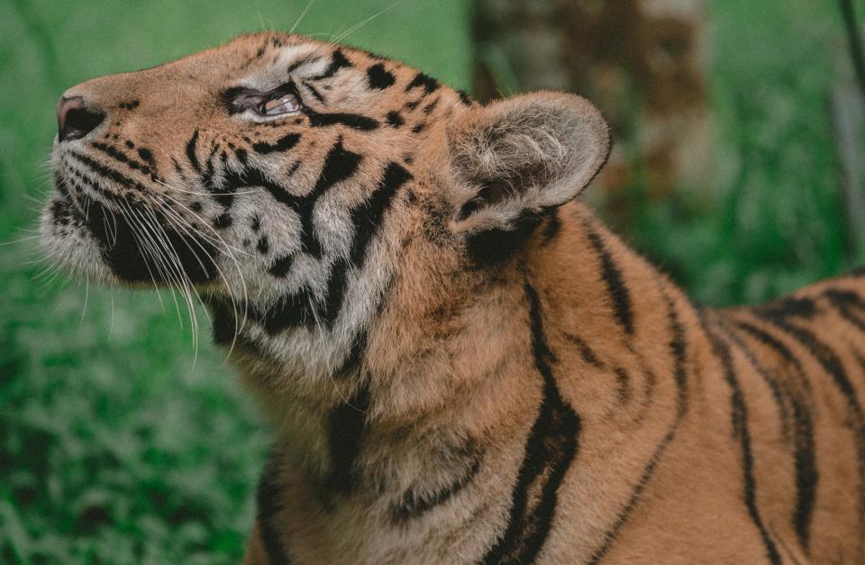 Tiger Animal