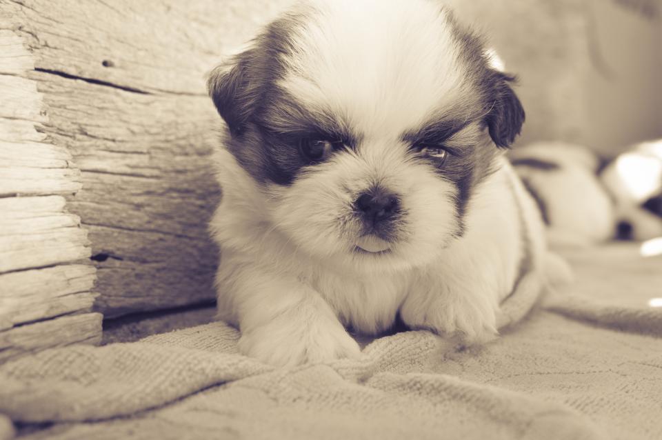 Dog Puppy