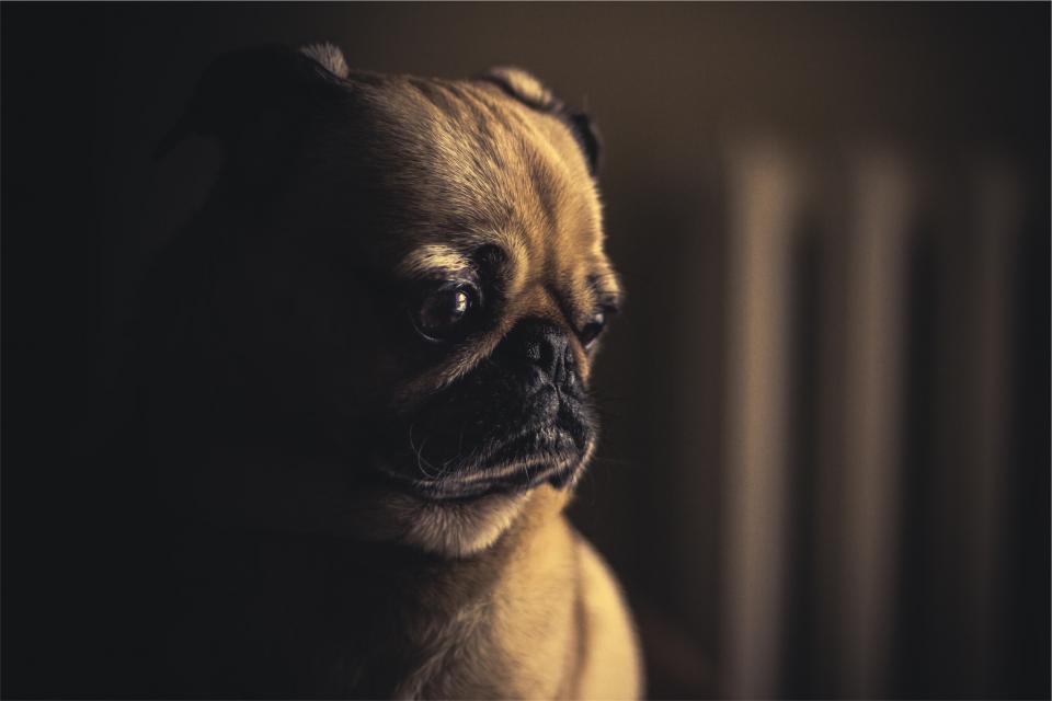 Pug Dog