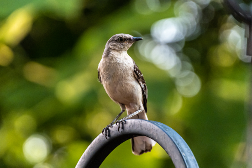 Bird Perched