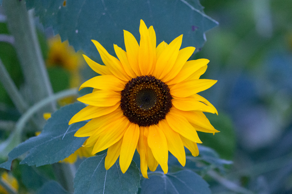 Bright Yellow