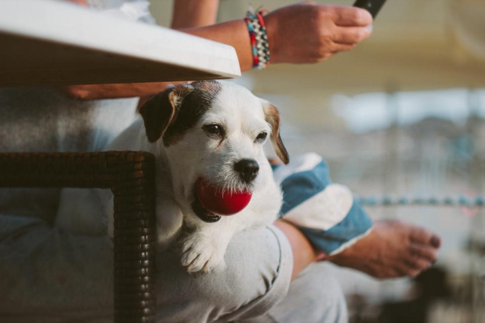 Pet Puppy