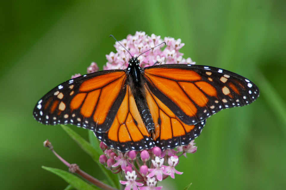 Butterfly Close Up