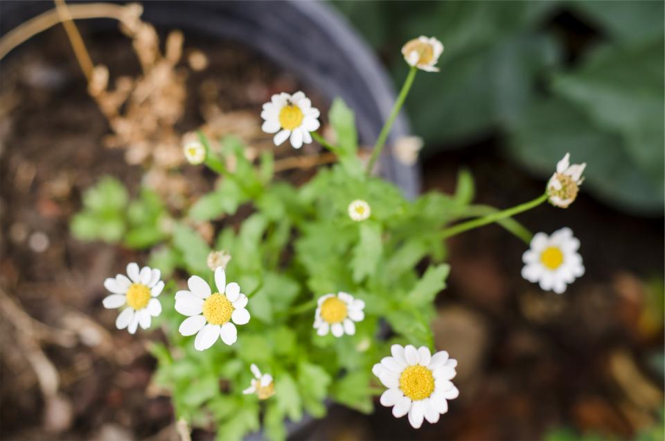 Daisies Daisy