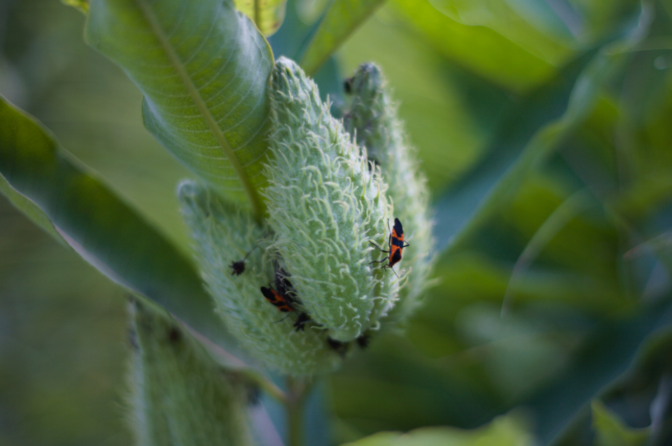 Bug Close Up