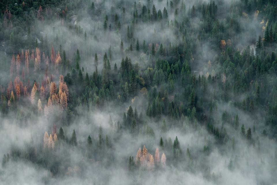 Green Trees