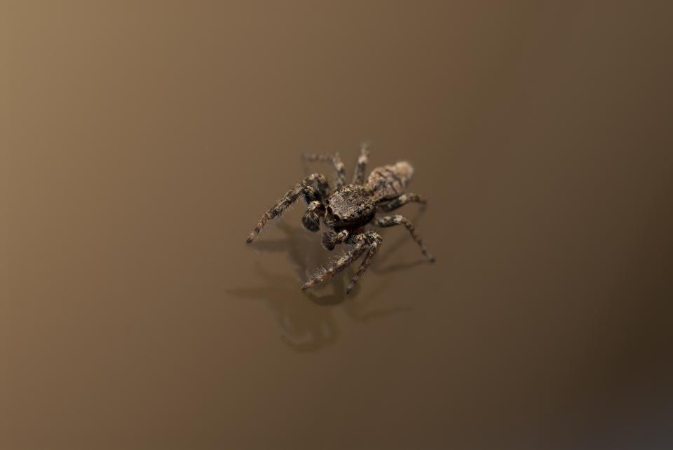 Arachnids Spider