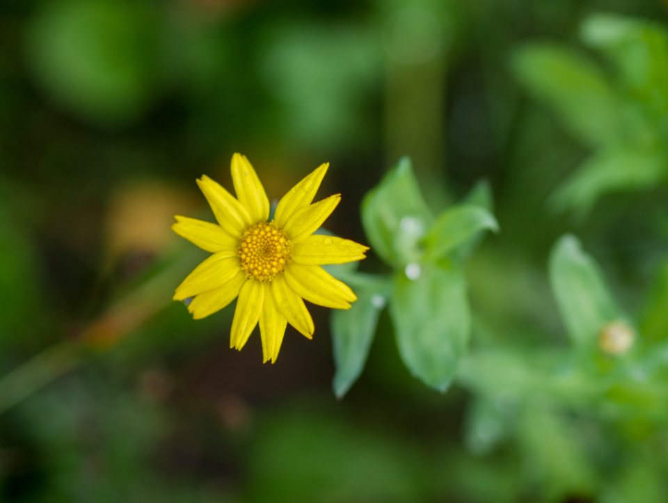 Yellow Flower