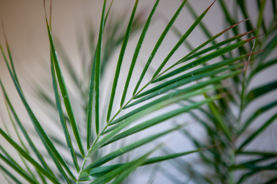 Palm Leaves