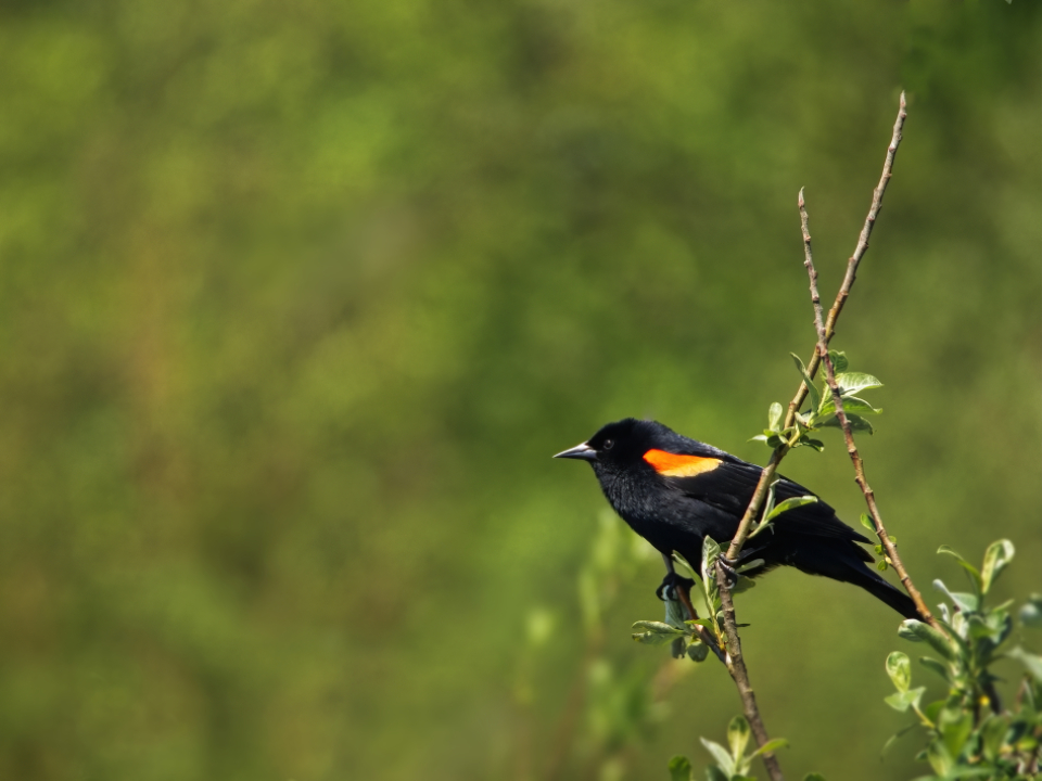 Black Bird
