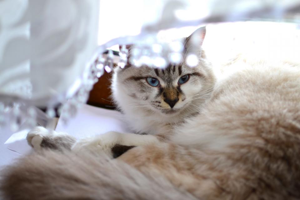 Animals Feline