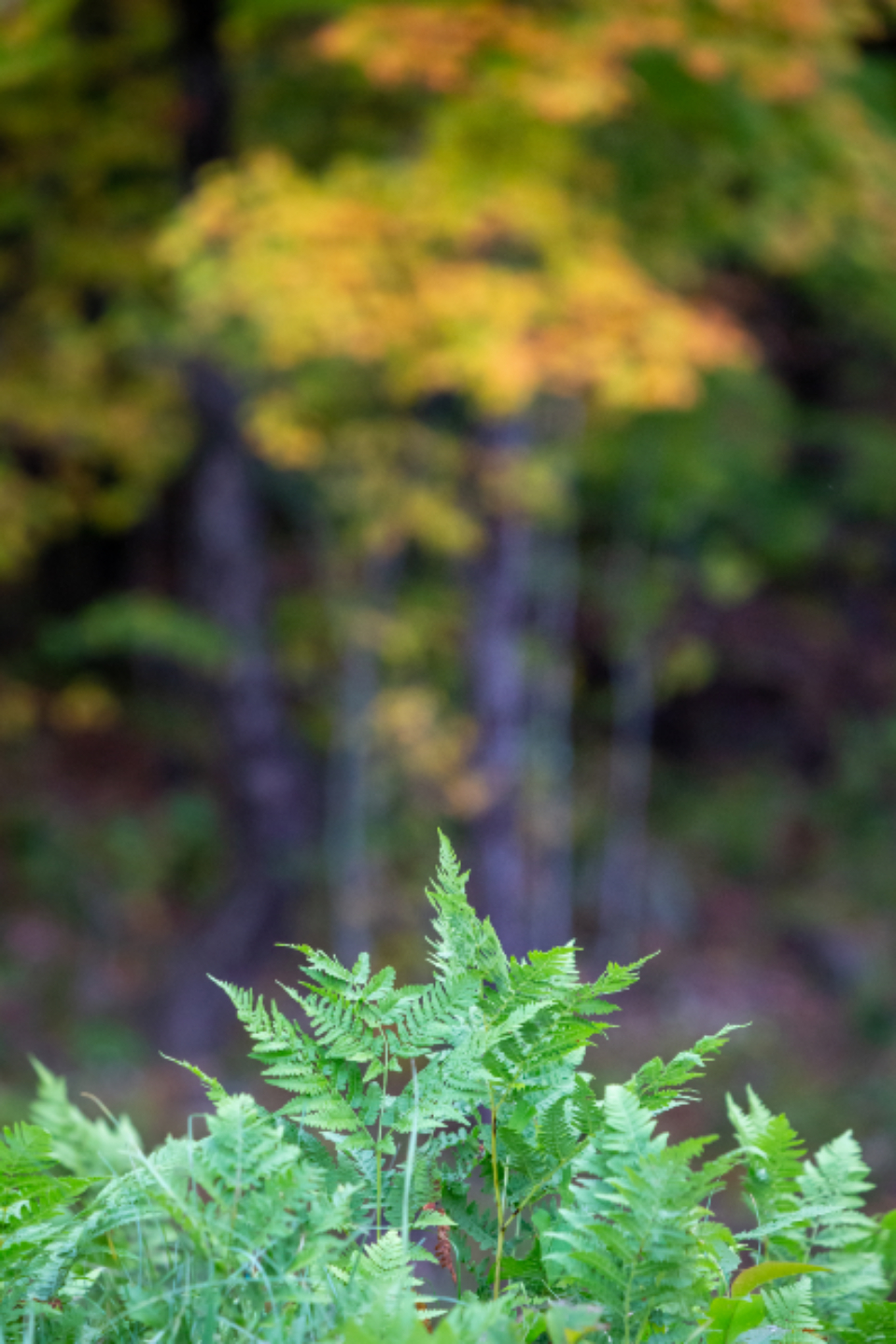 Ferns Green