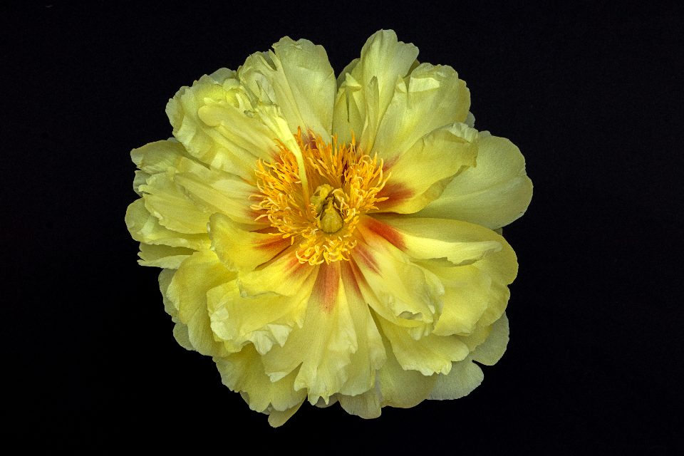 Flower Blossom