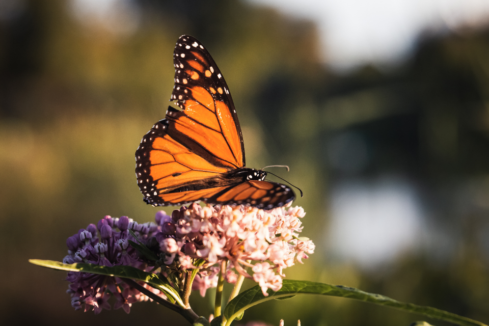 Butterfly Close Up