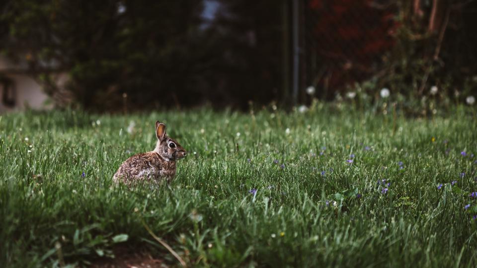 Green Grass