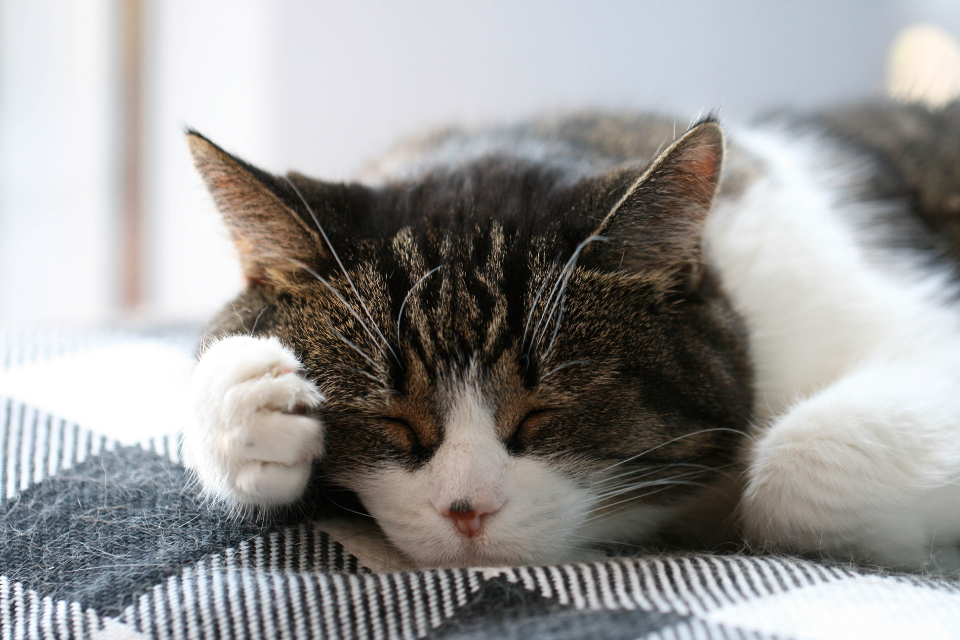 Sleeping Cat
