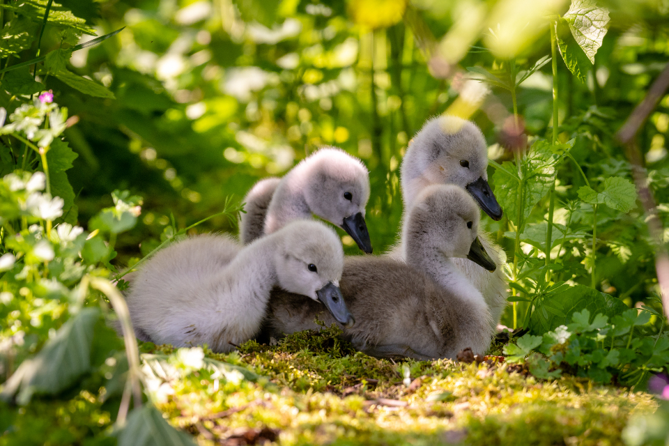 Baby Swans
