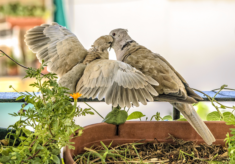 Nature Animals
